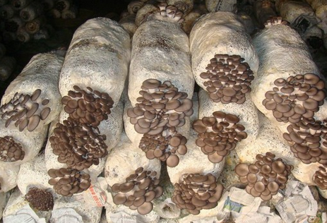 食用菌培育过程中，菌棒发生腐烂的原因及防治措施