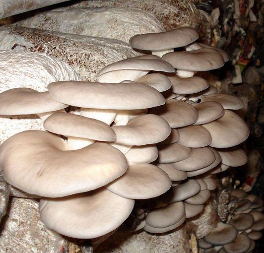 如何用玉米芯种蘑菇？用玉米芯种植蘑菇方法和步骤
