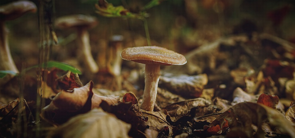 蘑菇的种类有哪些？