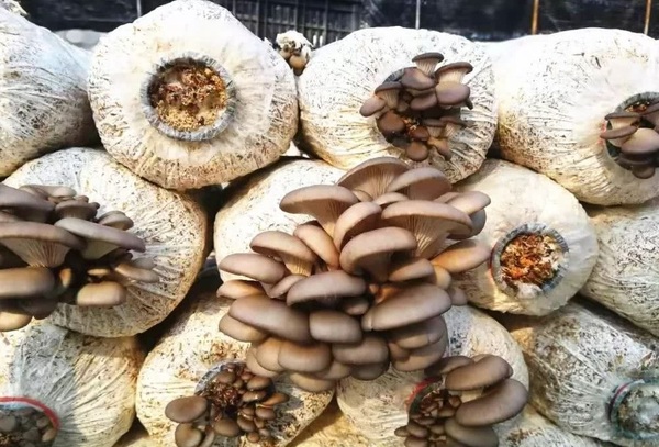 湖北云梦楚派食用菌：食用菌唱响“白色农业致富经”
