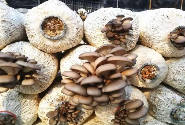 食用菌平菇的栽培技术，食用菌如何栽培才能获得高产优质？